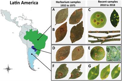 Molecular Epidemiology of Citrus Leprosis Virus C: A New Viral Lineage and Phylodynamic of the Main Viral Subpopulations in the Americas